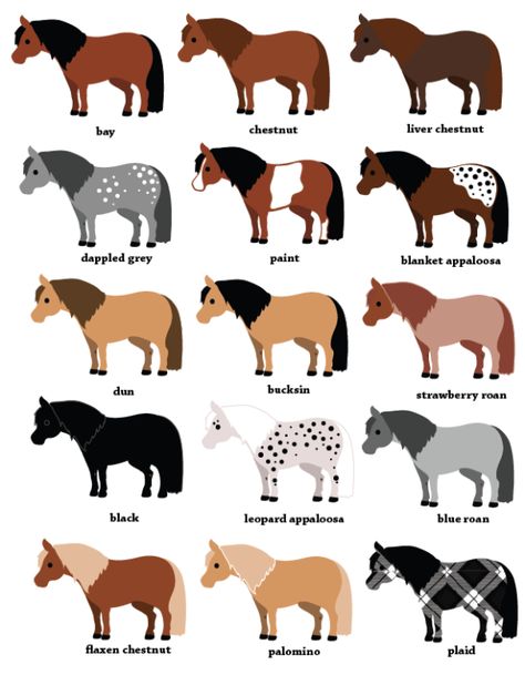 Pony Color Chart Cheer! | Horse Color Chart, Horse Markings, Horse Coat Colors, Horse Facts, Horse Camp, Shetland Pony, Types Of Horses, Mini Horse, Miniature Horse