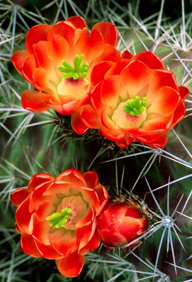 Claret Cup Cactus, Willow Tree Art, Cactus Arizona, Red Cactus, Orchids Flowers, Cactus Photography, Beautiful Cactus, Cactus Painting, Aloe Plant