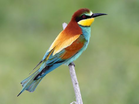 European Bee-eater - eBird Drawing Wings, Different Bees, Types Of Bees, Bee Eater, Migratory Birds, Knitting Sweater, River Bank, Two Birds, All Birds