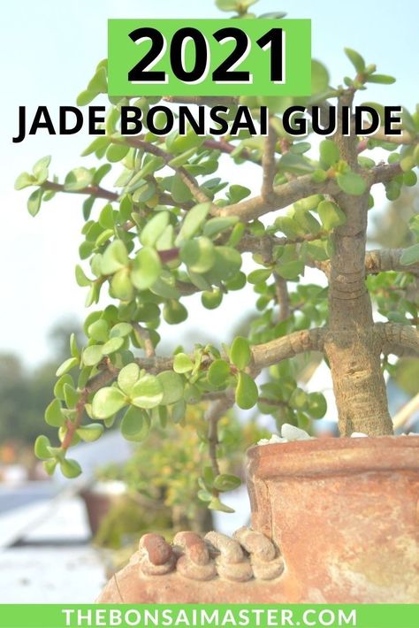 How To Grow Bonsai, Bonsai Pruning, Jade Bonsai, Bonsai Care, Bonsai Tree Care, Sensitive Plant, Bonsai Styles, Bonsai Plants, Bonsai Tree