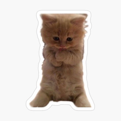 Brown Stickers, Messenger Stickers, Cat And Dog Memes, Cats Stickers, Emoji Stickers Iphone, Kitten Stickers, Cat Biting, Preppy Stickers, Homemade Stickers