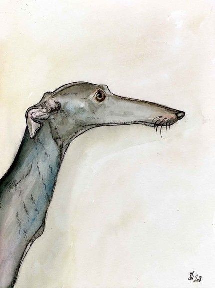 Beau profil de lévrier.                                                                                                                                                                                 Plus Greyhound Tattoo, Greyhound Art, Dog Illustration, Italian Greyhound, Arte Animal, Whippet, Dog Portraits, A Drawing, Animal Illustration