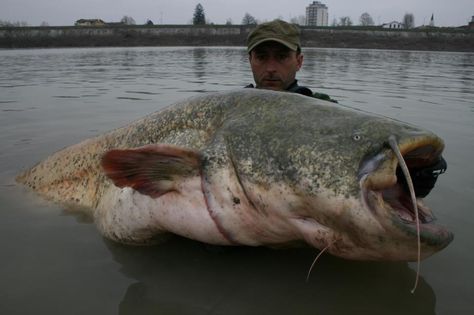 Huge catfish Catfish Animal, Catfish Images, Catfish Online, Giant Catfish, Big Catfish, Channel Catfish, Catfish, Sea Animals, Fishing