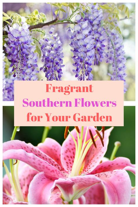 Southern Flower Garden, Louisiana Landscaping Ideas, Southern Garden Ideas, Most Fragrant Flowers, Southern Garden Landscaping, Southern Landscaping Ideas, Louisiana Landscaping, Louisiana Flowers, Modern Garden Landscape