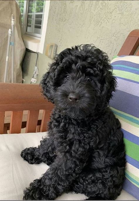 Labradoodle Colors, Black Labradoodle, Dog Haircuts, Labradoodle Puppy, Little Animals, Doodle Dog, Goldendoodle Puppy, Pet Hacks, Cute Dogs And Puppies