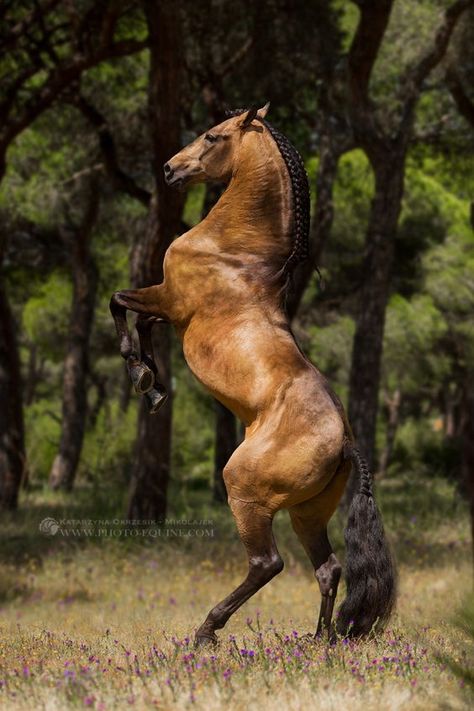 Lusitano Stallion, Lusitano Horse, Akhal Teke Horses, Morgan Horse, Horse Inspiration, Andalusian Horse, Most Beautiful Horses, Majestic Horse, All The Pretty Horses