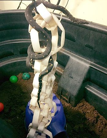 Snake Enrichment Diy, Snake Playground, Reptile Enrichment, Snake Enrichment, Snake Room, Snake Tanks, Ball Python Pet, Zoo Enrichment, Diy Climbing Wall