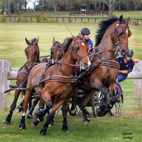 Lippizaner, Driving Horses, Carriage Horse, Hackney Horse, Carriage Driving, Horse Therapy, Draft Horse, Harness Racing, Big Horses