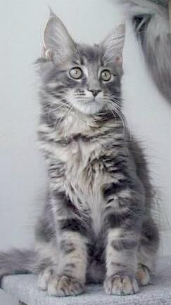 long hair silver tabby Serious Cat, Cat Tabby, Hair Silver, Long Haired Cats, Silver Linings, Miss Kitty, Raining Cats And Dogs, It's Raining, Kitty Kitty