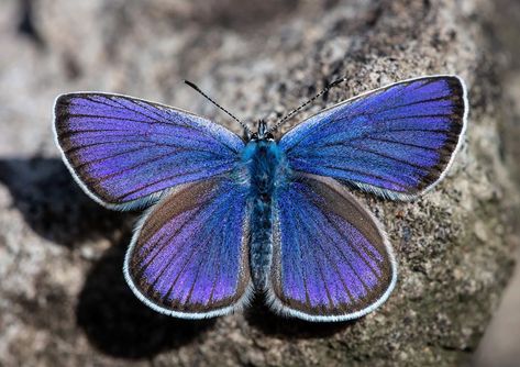 Adam Gor on Instagram: “Cyaniris semiargus #cyaniris #semiargus #butterfly #kelebek #lepidoptera #insect #lycaenidae #art #nature #macro #closeup #beautiful…” Nature Macro, Colorful Animals, Art Nature, Blue Butterfly, Moth, Pretty Things, Pure Effervescent Enrichment, Stock Photography, Insects