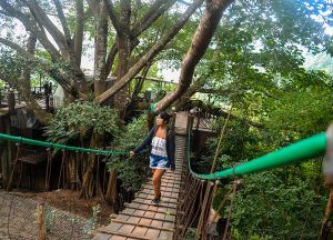 Fanfan Wilson, Giant Tree House Coffee Shop in Chiang Mai Homestay Tree House Coffee Shop, Giant Tree House, House Coffee Shop, Jungle House, House Coffee, Giant Tree, Travel Time, Drinking Coffee, Coffee Roasters