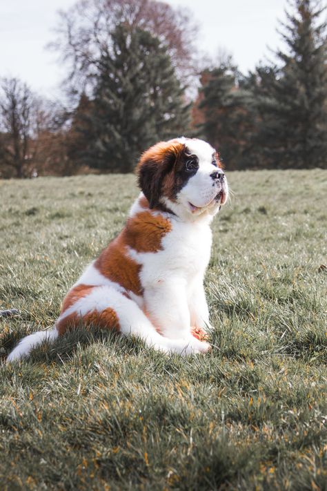 Our New Best Friend, reddish-white Saint Bernard puppy sitting on grass lawn #puppy #forest #landscape #motivate #inspire #happy #doggy #whisker #cutey #loveable #cuteness #cute #brown #sunset #summer #snow #bernard st bernard #grass #pet #4K #wallpaper #hdwallpaper #desktop Saint Bernard Puppy, Dog Line Art Tattoo, Big Dogs Breeds, Line Art Tattoo, Funny Dog Jokes, St Bernard Puppy, Dog Drawings, Tattoo Dog, Dog Line Art