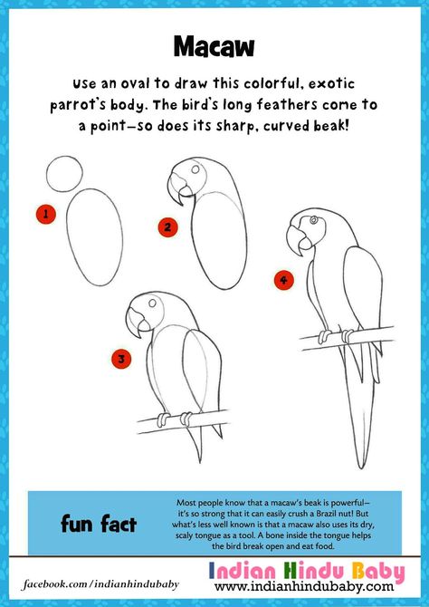 Teach Your Kid To Draw And Paint Parakeets With Our Simple Drawing Tips Bird Drawing Easy, Parrot Quotes, Parrot Cartoon, Parrot Tattoo, Parrot Drawing, Parrot Painting, Parrots Art, Draw And Paint, Bird Drawing