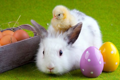 The Origins of Easter: What's the Story with the Easter Bunny and Eggs? http://www.wideopenpets.com/the-story-behind-the-easter-bunny-and-all-those-eggs/ Easter Bunny Images, Easter Bunny Pictures, Funny Easter Bunny, Easter Photography, Bunny Images, Easter Wallpaper, Easter Images, Easter Pictures, Easter Photos