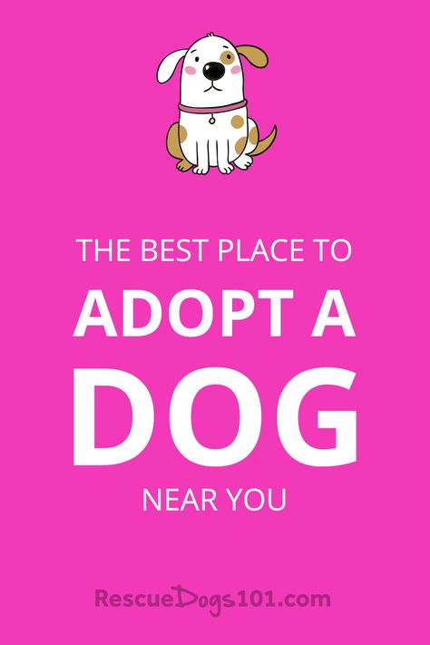 Where To Adopt a Dog Near Me #dogs #adoptdontshop #dogstuff #rescuedogs101 Rescue Dogs For Adoption Near Me, Free Puppies For Adoption Near Me, Dogs For Adoption Near Me, Free Puppies For Adoption, Rescue Dogs For Adoption, Adopt Dog, Adopting A Dog, Dogs Up For Adoption, Toy Dog Breeds