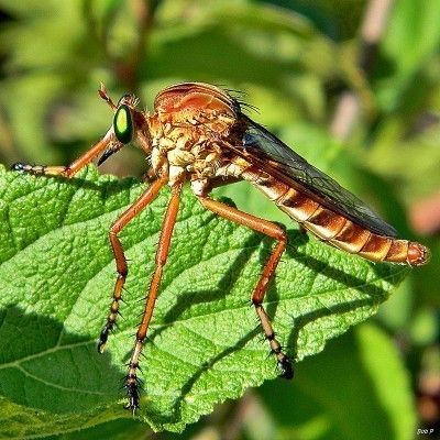 What Are Robber Flies: Information About Robber Fly Insects - The garden is full of insects, and it can be difficult to sort out friend from foe – one garden visitor who needs a better PR department is the robber fly. Learn more about them here. Spider And Butterfly, Insect Character, Flying Bugs, Best Mosquito Repellent, Insect Eggs, Killing Weeds, Landscape Tips, Garden Friends, Organic Pest Control