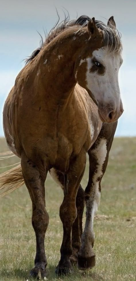 American Mustang Horse, Wild Horse Photography, Cool Horses, Mustangs Horse, Paint Horse Breed, Angry Horse, Wild Mustang Horses, Throughbred Horses, Horses Reference