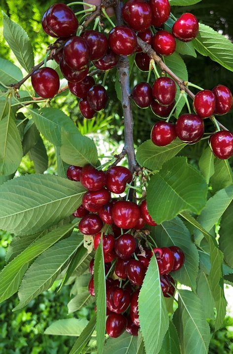 Berries Photography, Cherry Farm, Garden Watering System, Pretty Alcoholic Drinks, Home Grown Vegetables, Fruit Photography, Beautiful Fruits, Home Vegetable Garden, Eat Fruit