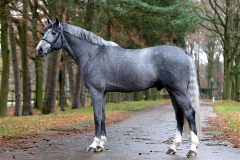 17 Warmblood Horse Breeds with Pictures - Equine Desire Swedish Warmblood, Warmblood Stallion, Horse Standing, Dutch Warmblood, Horse Markings, Warmblood Horses, Horse Inspiration, Most Beautiful Horses, Grey Horse