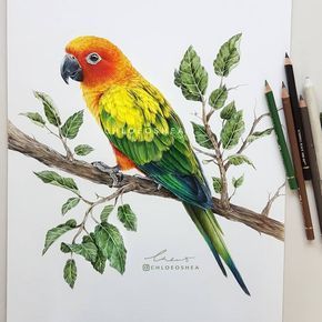 Hugo the Parakeet. Realistic Wild Animal Drawings. By Chloe O'Shea. Alexandrine Parakeet, Realistic Animal Drawings, Parrots Art, Colored Pencil Artwork, Colored Pencil Art, Colour Pencil, Color Pencil Art, Bird Drawings, Color Pencil Drawing