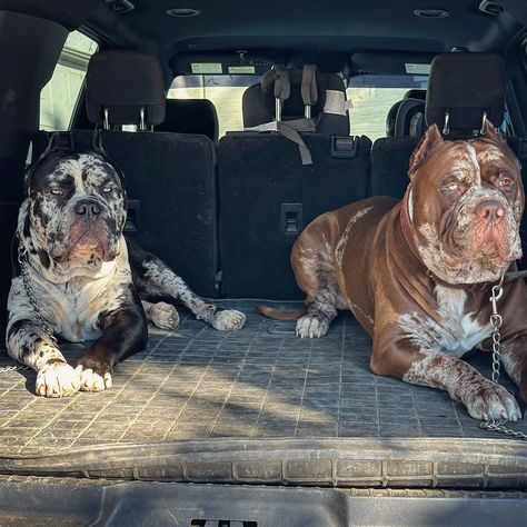 F A M I L Y #iceberg #retro #northamericanmastiff #northamericanmastiff_nam #canecorso #canecorsoofinstagram #merle #pitbull #bulldog… | Instagram Cane Corso Merle, Merle Cane Corso, North American Mastiff, Merle Pitbull, American Mastiff, Dog Goals, Mafia Style, American Bullies, Pitt Bulls