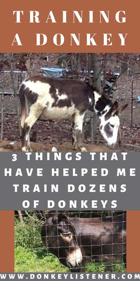 Miniature Donkey Care, Donkey Toys Diy, Donkey Care Tips, Raising Donkeys, Donkey Shelter, Donkey Stable Ideas, Miniature Donkey Shelter, Mini Donkey Care, Mini Donkeys