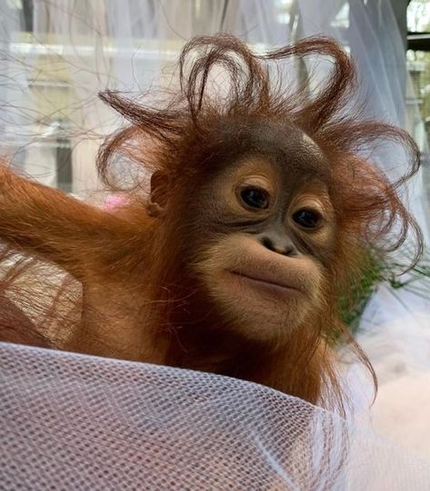 Funny Monkey Pictures, Cute Monkey Pictures, Baby Chimpanzee, Orange Monkey, Baby Orangutan, Ape Monkey, Alpha Wolf, Monkey Pictures, Saturday Weekend