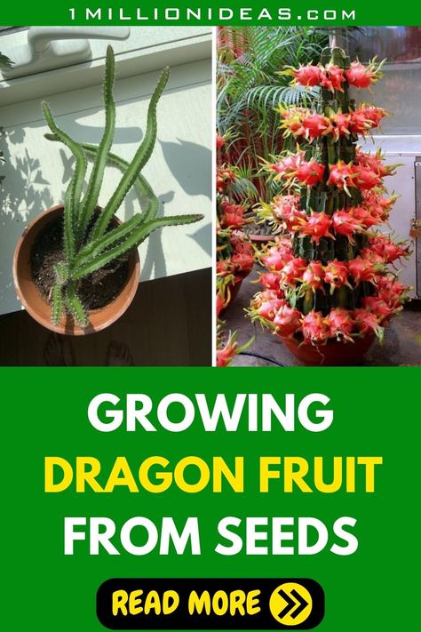 Dragon fruit, with its exotic appearance and delicious taste, has gained immense popularity as a homegrown fruit. While it's commonly propagated from cuttings, growing dragon fruit from seeds is still fun, rewarding and full of surprises. This comprehensive guide will take you through the journey of obtaining, germinating, planting, and nurturing dragon fruit seeds, eventually leading to a bountiful harvest of this vibrant and nutritious fruit. Growing Dragon Fruit, Grow Dragon Fruit, How To Grow Dragon Fruit, Dragon Fruit Tree, Seeds Germination, Dragon Fruit Plant, Growing Fruit Trees, Lucky Plant, Small Vegetable Gardens