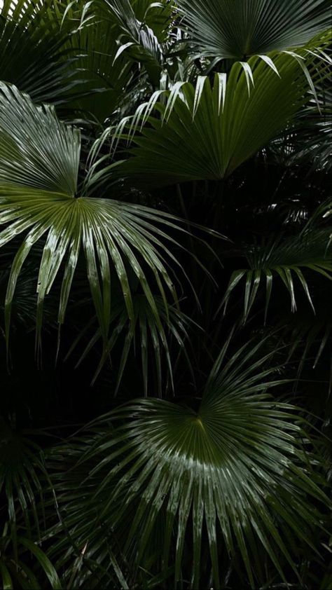 Palm Leaf Wallpaper, Green Pictures, Palm Plant, Dark Paradise, Leaf Texture, Big Leaves, Plant Aesthetic, Pretty Plants, Foliage Plants