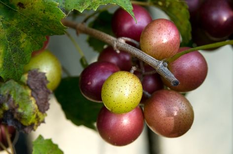 Try this old-fashioned muscadine pie recipe, made with ripe muscadines aka grapes, lemon juice, flour, butter, and sugar. Guava Pie, Vegetable And Fruit, Delish Recipes, Healing Food, Healthy Juices, Juicing Lemons, Juicing Recipes, Pie Recipe, Nutritional Supplements