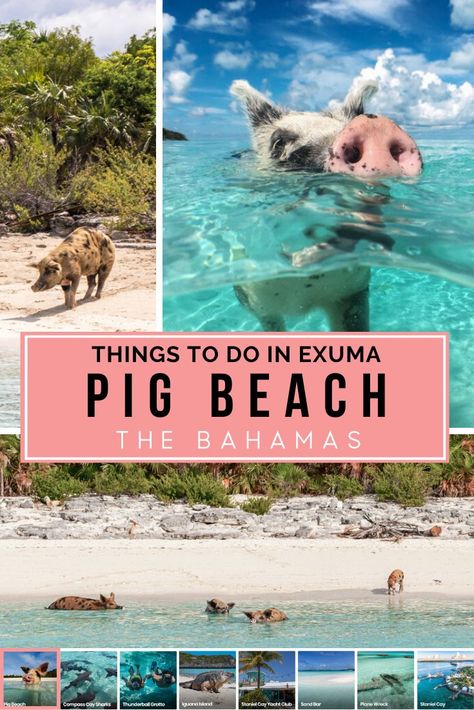 Visit the Pig Beach to go swimming with pigs at Pig island in the Bahamas Exumas. Pig Beach is also called Big Major Cay (island with Pigs) and is one of the top things to do in Bahamas. With many exciting attractions in Exuma you can also go swimming with Sharks, diving in Thunderball grotto or exploring Sand Bars. Be sure to visit the Bahamas Swimming Pigs on your next Bahamas Vacation with close access from Nassau, Atlantis and Paradise Island #bahamaspigs #exuma Pigs In Bahamas, Thunderball Grotto, Pig Beach Bahamas, Exuma Pigs, Bahamas Pigs, Swimming With Pigs, Bahamas Travel Guide, Bahamas Nassau, Pig Island