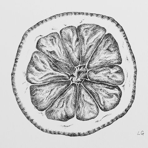 Black and white pen and ink of a lemon Fruit Pen Drawing, Drawings Of Buildings, Vegetable Drawings, 2 Point Perspective Drawing, Biro Drawing, Fruit Drawing, Buildings Art, Vegetable Drawing, Paper Fruit