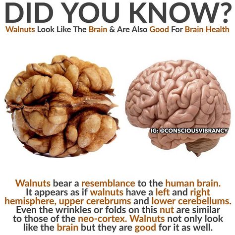 Health Benefits Of Walnuts, Food Benefits, Food Health Benefits, Brain Food, Good Health Tips, Food Facts, Health Facts, Brain Health, Health Diet