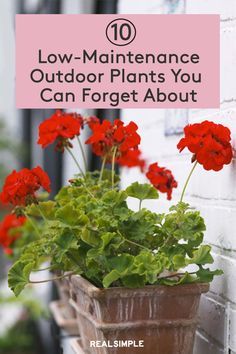 Easy To Take Care Of Plants Outdoors, Easy Care Outdoor Potted Plants, Easy Care Outdoor Plants, Low Maintenance Plants Outdoor Planters, Easy Hanging Plants Outdoor, Low Maintenance Hanging Plants Outdoor, Porch Container Gardening, Outdoor Plants Low Maintenance, Easy Front Porch Plants