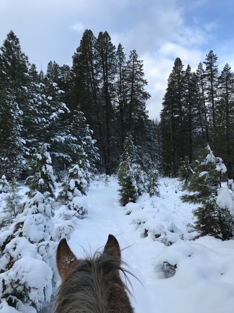 Horseback Riding in the Snow! English Horseback Riding, Horse Riding Aesthetic, Snow Animals, Horse Ears, Horse Camp, Reno Tahoe, Horse Trail, Winter Riding, Equestrian Center