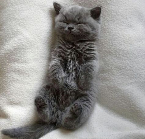 Sleeping beauty, a gray baby kitten. Gray Kitten, Grey, White