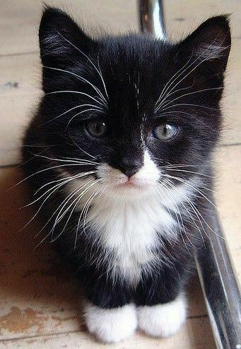 So cute & beautiful Tuxedo Kitten, Pictures Of Cats, Lovely Pictures, White Kitten, Fluffy Kittens, Kitten Meowing, White Kittens, Kittens And Puppies, White Cats