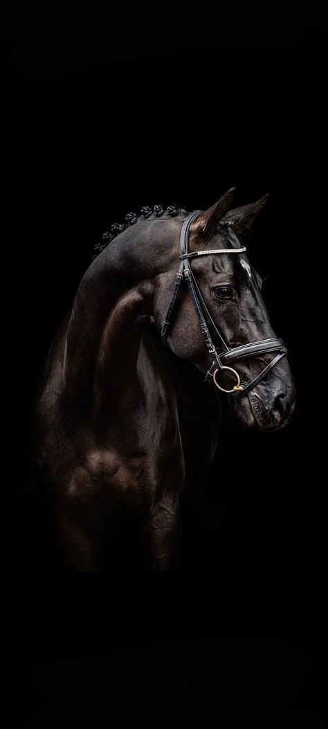 Horses Wallpaper Iphone, Black Horse Wallpaper Iphone, Horse Aesthetic Wallpaper, Horse Wallpaper Aesthetic, Black Horse Aesthetic, Black Horse Wallpaper, Black Horse Photography, Horse Wallpaper Iphone, Horse Black Background