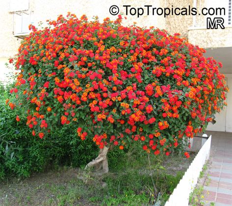 Lantana camara, Bush Lantana Lantana Tree, Lantana Bush, Cypress Plant, Hedge Plants, Lantana Camara, Plants For Garden, Garden Hedges, Plant Encyclopedia, Florida Plants