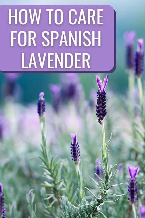 Transform your outdoor into a lovely oasis by adding a few Spanish lavender plants! Check out these expert insights on planting, pruning, and landscaping with lavender, to create a flourishing garden or stunning potted display. Lavender Plants Outdoors, Spanish Lavender Plant Care, Spanish Lavender Landscapes, How To Care For Lavender Plants Outdoors, Spanish Lavender Care, When To Plant Lavender Outside, Lavendar Planting Landscaping, Spanish Lavender Plant, Landscaping With Lavender