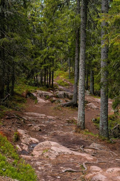 Norway Forest, Moody Forest, Norway Nature, Spring Afternoon, Forest Walk, Scandinavian Aesthetic, Norwegian Forest, Forest Nature, Nature Green