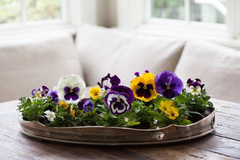 Pansies are a flower that growers never have been able to resist trying to "improve." Over the past century, hybridizers in France, Germany, and Switzerlan Lemon Lime Nandina, Best Plants For Shade, Bedding Plant, Spring Hill Nursery, Purple Pansy, Spring Flowering Bulbs, Patio Shade, Edible Plants, Fall Plants