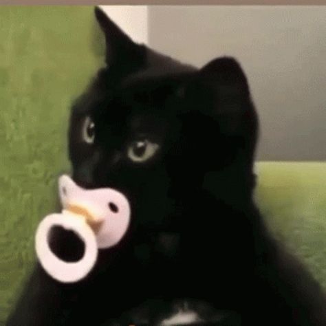 Cat Pacifier GIF - Cat Pacifier Kitten - Discover & Share GIFs Cat With Pacifier, Silly Cats, Kitty Cats, Black Cats, Cat Gif, Animated Gif, Black Cat, Cute Cats, Kittens