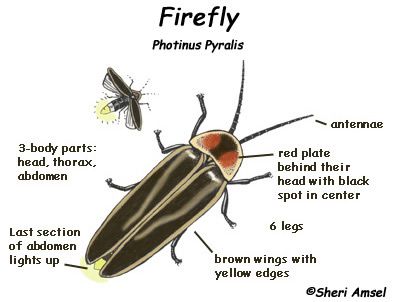 Firefly Anatomy, Bmw Wedding, Firefly Drawing, Firefly Tattoo, Firefly Art, Bug Tattoo, Animal Reference, Line Work Tattoo, Sunflower Tattoo