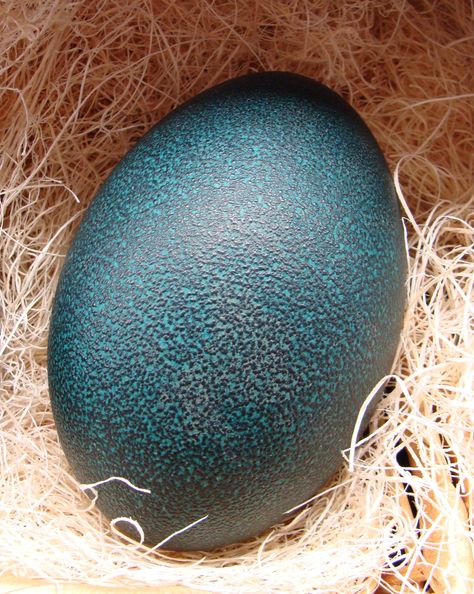 WholeFds Emu Egg Emu Eggs, Strange Foods, Emu Egg, Colorful Eggs, Duck Eggs, Blue Eggs, Cycle Of Life, Weird Food, Egg Art