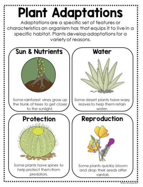 Plants Adaptations Activities, Plant Adaptations Activities, Adaptations Activities, Pollution Poster, Plant Adaptations, Homeschool Nature, Rainforest Theme, Homeschool Nature Study, Plants Unit