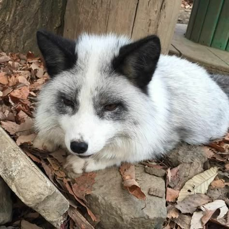 Fox Pictures, Black Fox, Miyagi, White Fox, Cat Memes, Wolves, Baby Animals, A Dog, White And Black