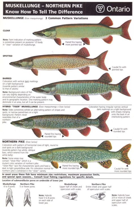 Fish Chart, Pike Fish, Musky Fishing, Northern Pike, Fishing 101, Bass Fishing Tips, Pike Fishing, Fishing Rigs, Fishing Knots