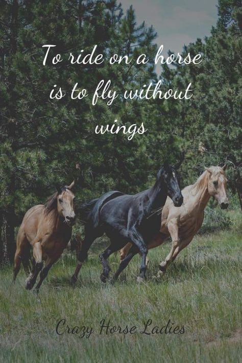 Horse Quotes Meaningful Short, Short Horse Quotes, Horse Quotes Meaningful, Quotes Meaningful Short, Flying Without Wings, Equestrian Quotes, Quotes Meaningful, Horse Farm, Short Words