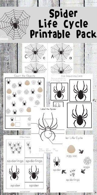 FREE Spider Life Cycle Worksheets for Kids to help kids practice alphabet letters, sequencing, counting, and so much more for toddler, preschool, prek, kindergarten, and first grade Spider Unit Study, Spider Life Cycle, Spider Lessons, Spiders Preschool, Plant Life Cycle Worksheet, Pumpkin Math Activities, Spider Unit, The Very Busy Spider, Spider Activities